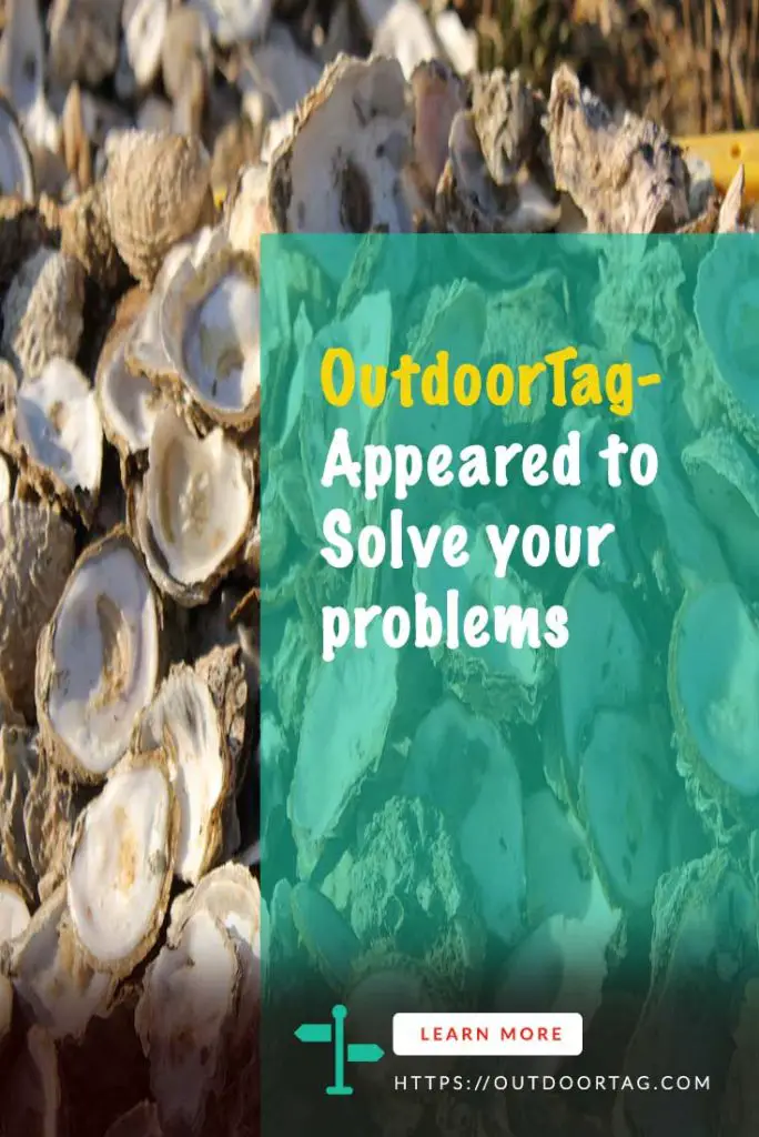 How To Clean Oyster Shells To Pull Off Better Crafts In 6 Easy Steps