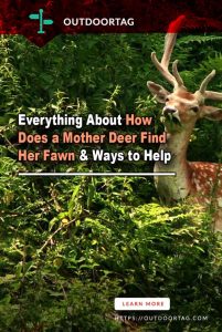 How Does a Mother Deer Find Her Fawn & Help - OutdoorTag