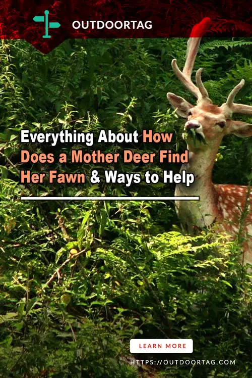 Everything About How Does a Mother Deer Find Her Fawn & Ways to Help