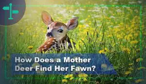 How Does a Mother Deer Find Her Fawn & Ways to Help