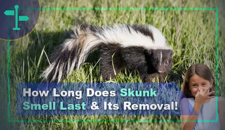 How Long Does Skunk Smell Last