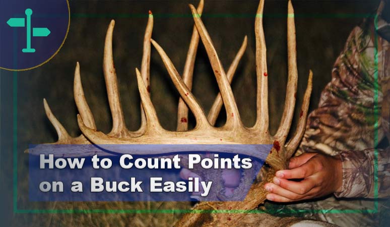 How to Count Points on a Buck Easily