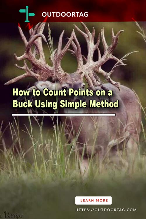 How to Count Points on a Buck Using Simple Method