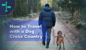 How to Travel with a Dog Cross Country