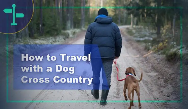 How to Travel with a Dog Cross Country for a Memorable Trip? - OutdoorTag