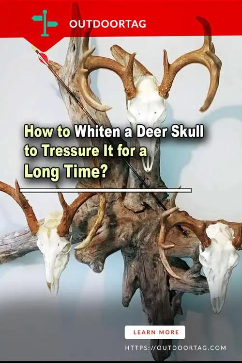 How to Whiten a Deer Skull to Tressure It for a Long Time?