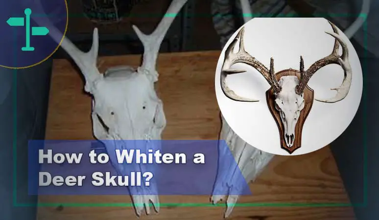 How to Whiten a Deer Skull