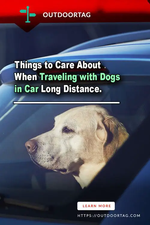 Things to Care About When Traveling with Dogs in Car Long Distance.