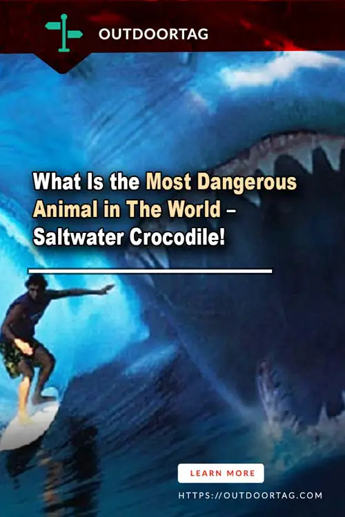What Is the Most Dangerous Animal in The World – Saltwater Crocodile!