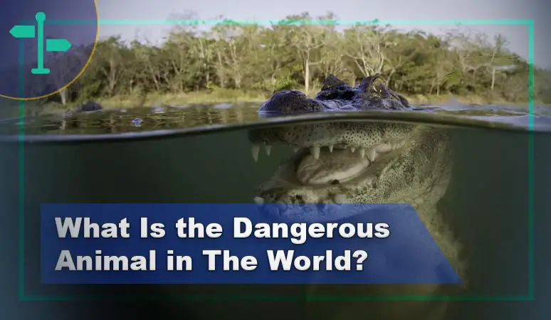 What Is the Most Dangerous Animal in The World?