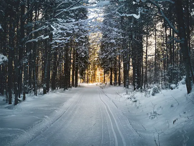 a snow pathway between trees