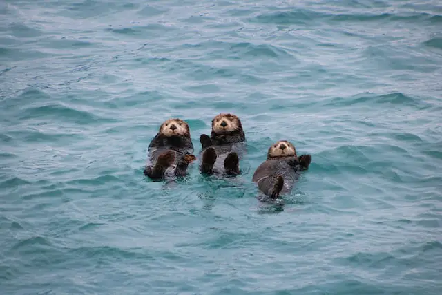 Alaska otters drifting on their backs
