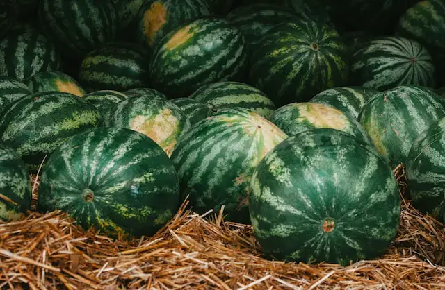 pile of watermelon